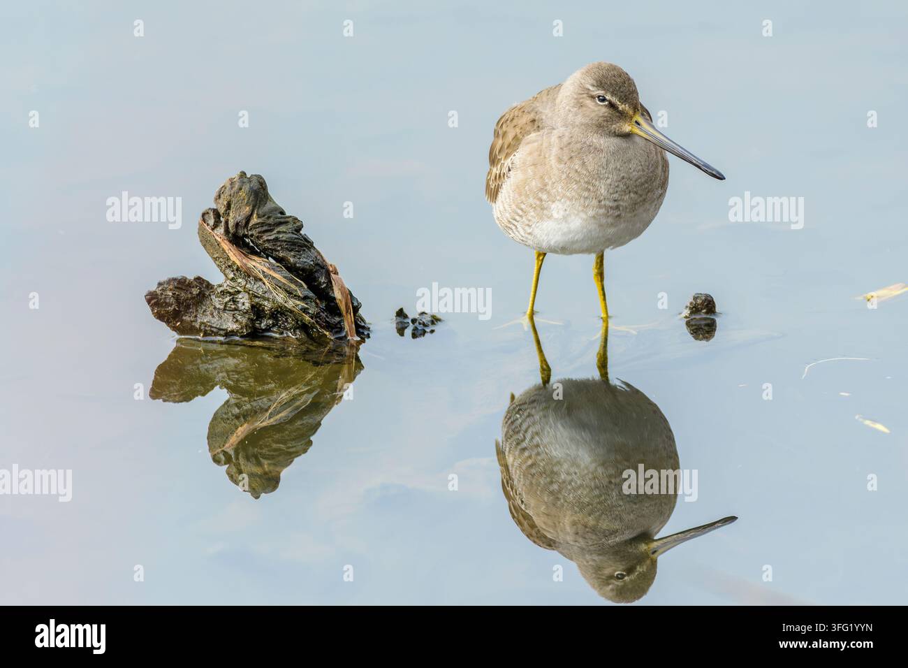 Dowitcher à long bec, Limnodromus scolopaceus, parc régional de Burnaby Lake, Burnaby (Colombie-Britannique), Canada Banque D'Images