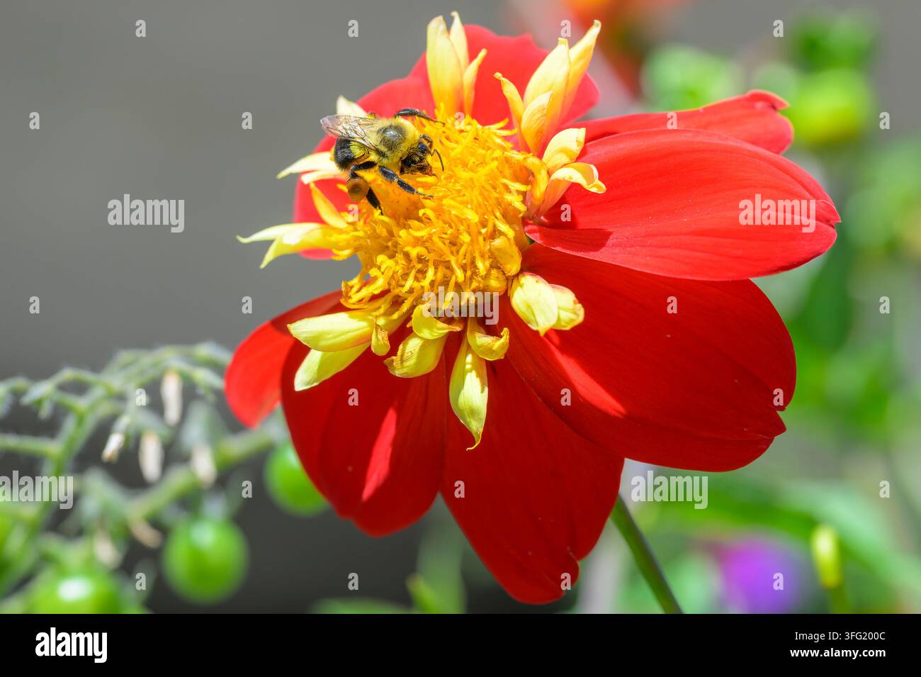 Boulette à tête jaune, Bombus flavifrons sur une fleur de dahlia rouge, Dahlia Impression Festivo, Vancouver, Colombie-Britannique, Canada Banque D'Images