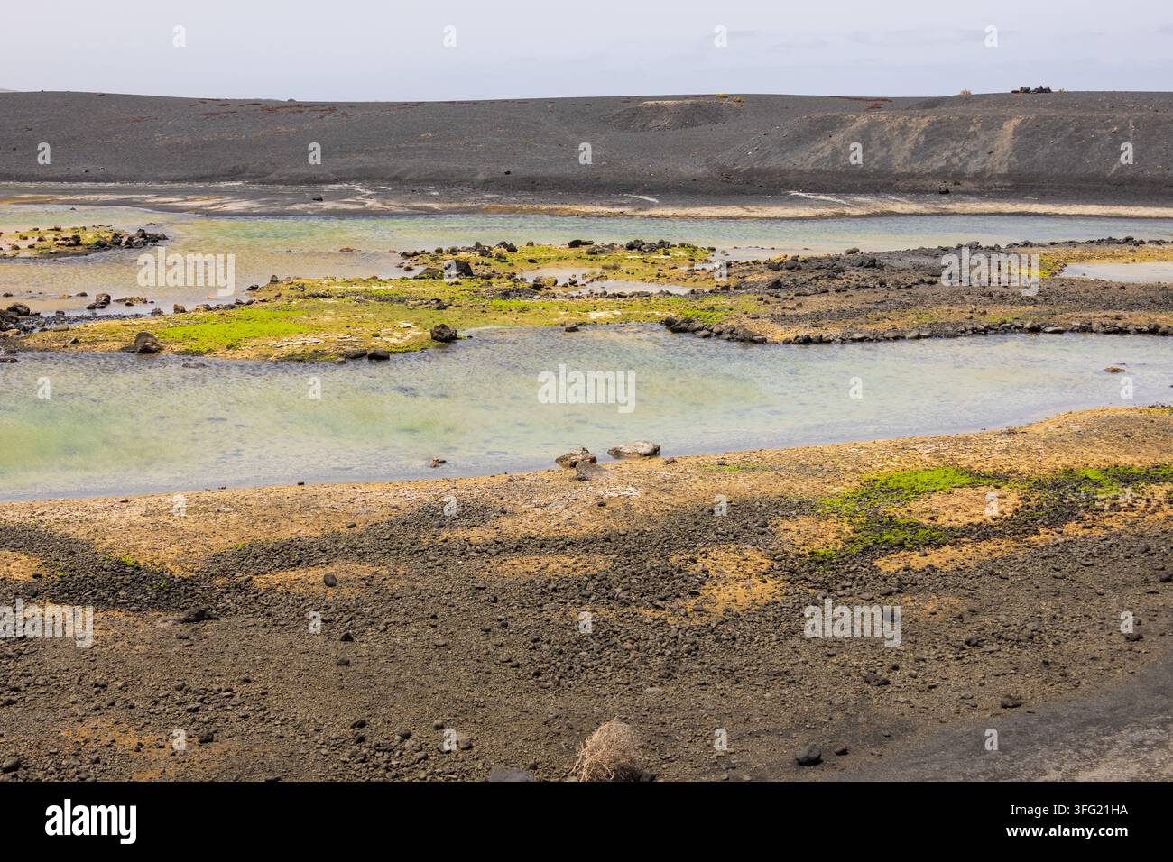 Paysage de marais salant de Salinas de Janubio. Des plantes aquatiques vertes et des bassins de marée peu profonds se trouvent dans un bassin de cratère volcanique sombre à Lanzarote, en Espagne. Banque D'Images