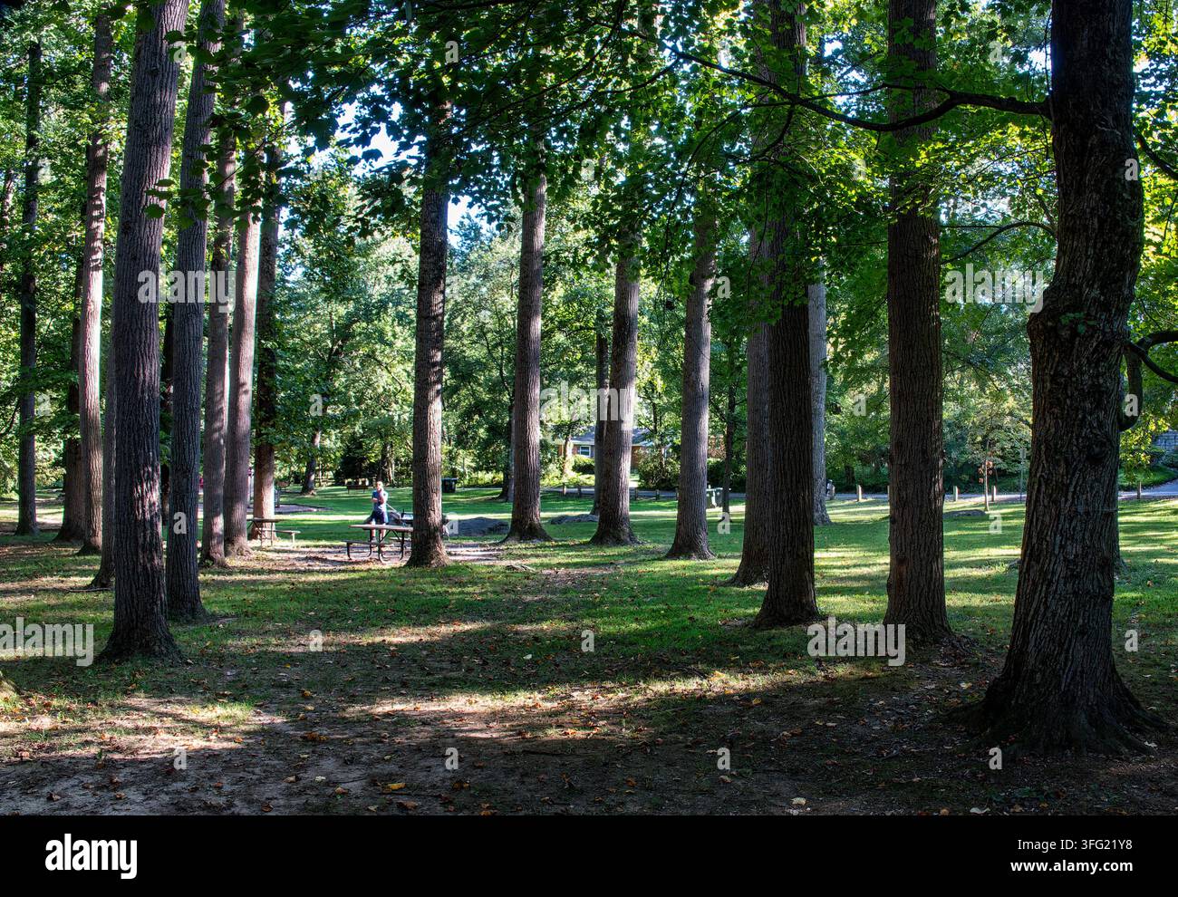 Un parc ombragé avec de grands arbres, de l'herbe verte et des tables de pique-nique dispersées sur la pelouse Banque D'Images