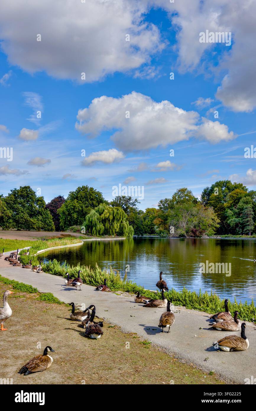 Parc & Lac de Verulamium, St Albans, Hertfordshire, Angleterre, Royaume-Uni Banque D'Images