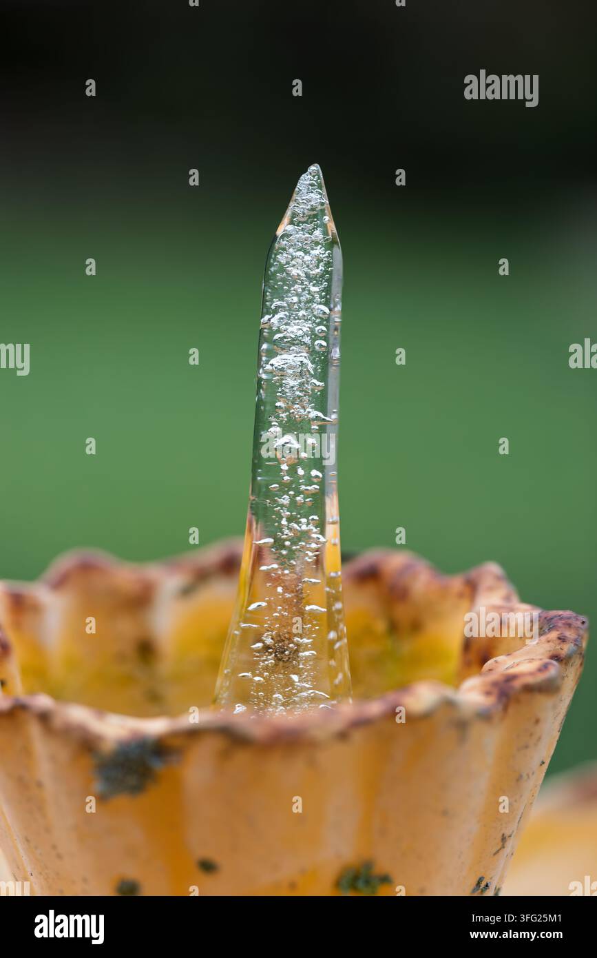 Phénomène d'aiguille de glace inhabituel visible dans un abreuvoir de jardin de style terre cuite peu profond, bulles piégées dans une colonne de glace transparente, fond de jardin vert Banque D'Images