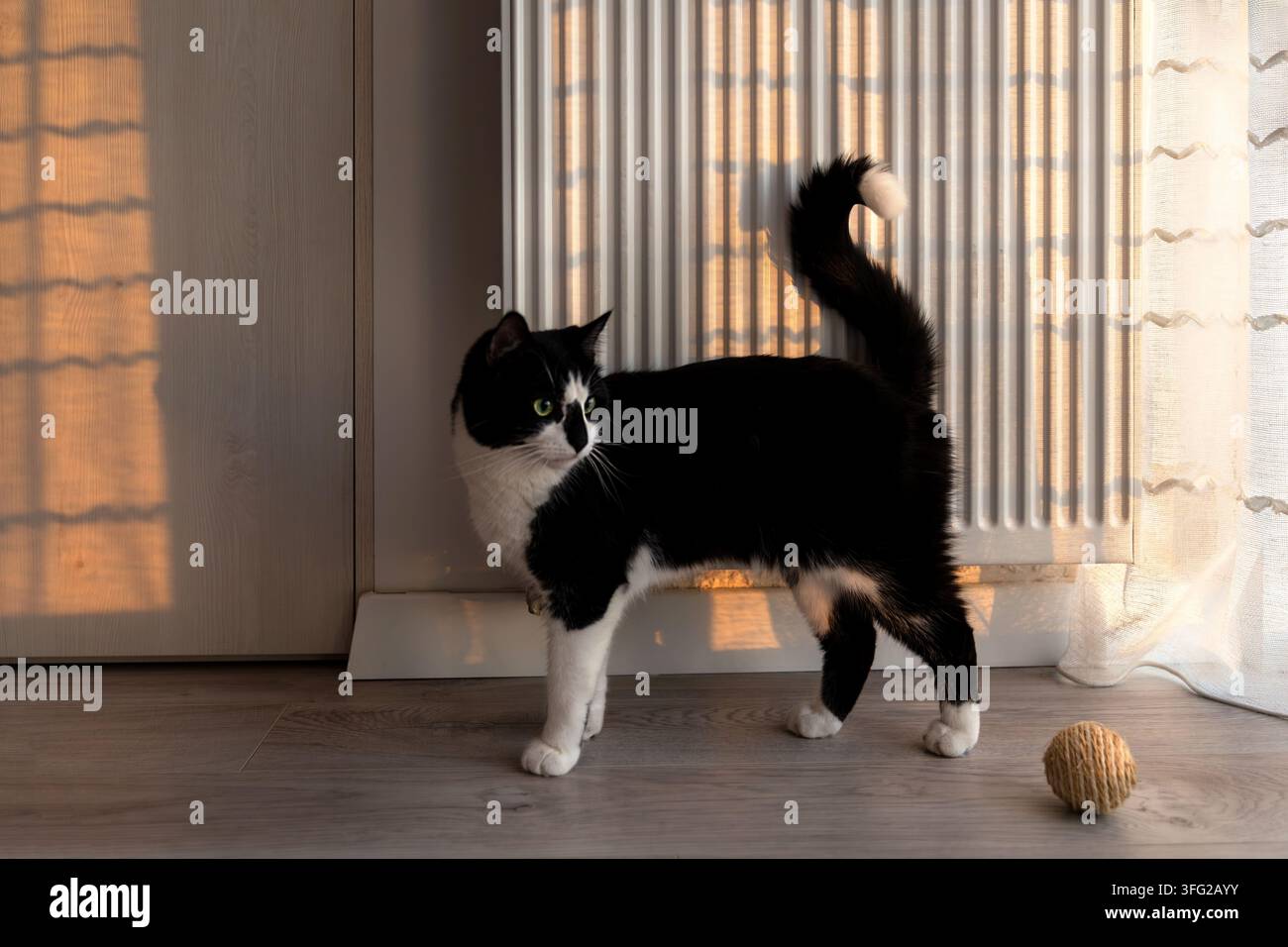 Chat noir et blanc jouant avec une balle à la maison Banque D'Images