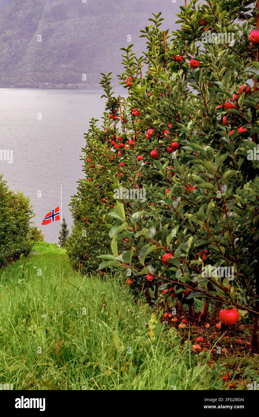 Cultiver des pommes dans le magnifique Hardanger. Photo prise à Ullensvang (comté de Vestland), en Norvège, en septembre, la semaine où le roi Harald V est décédé. Banque D'Images