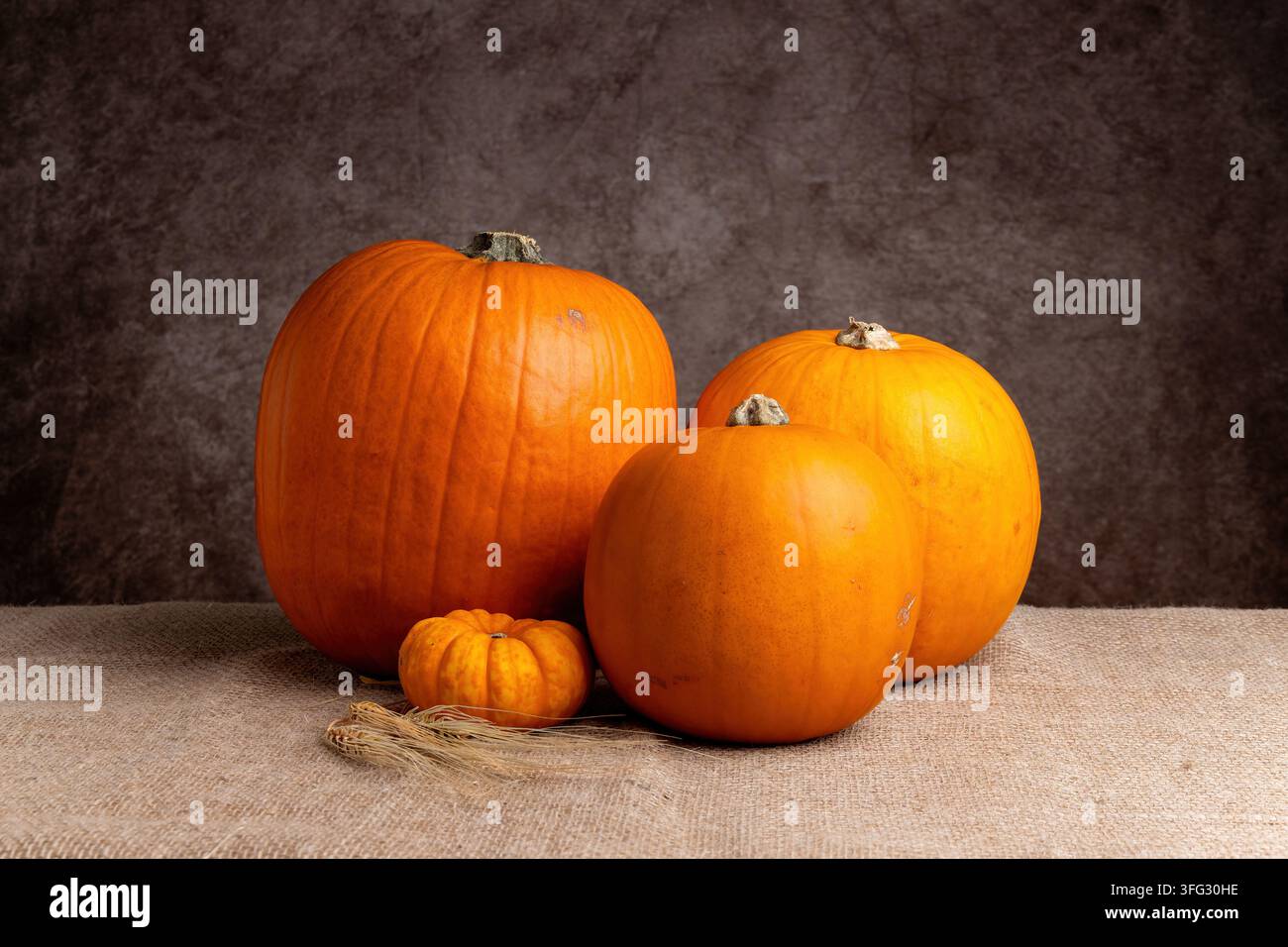 Groupement de nature morte d'une grande citrouille orange, deux moyennes et une miniature sur une surface en tissu de chanvre, stylisé avec une petite brindille de blé séchée contre Banque D'Images
