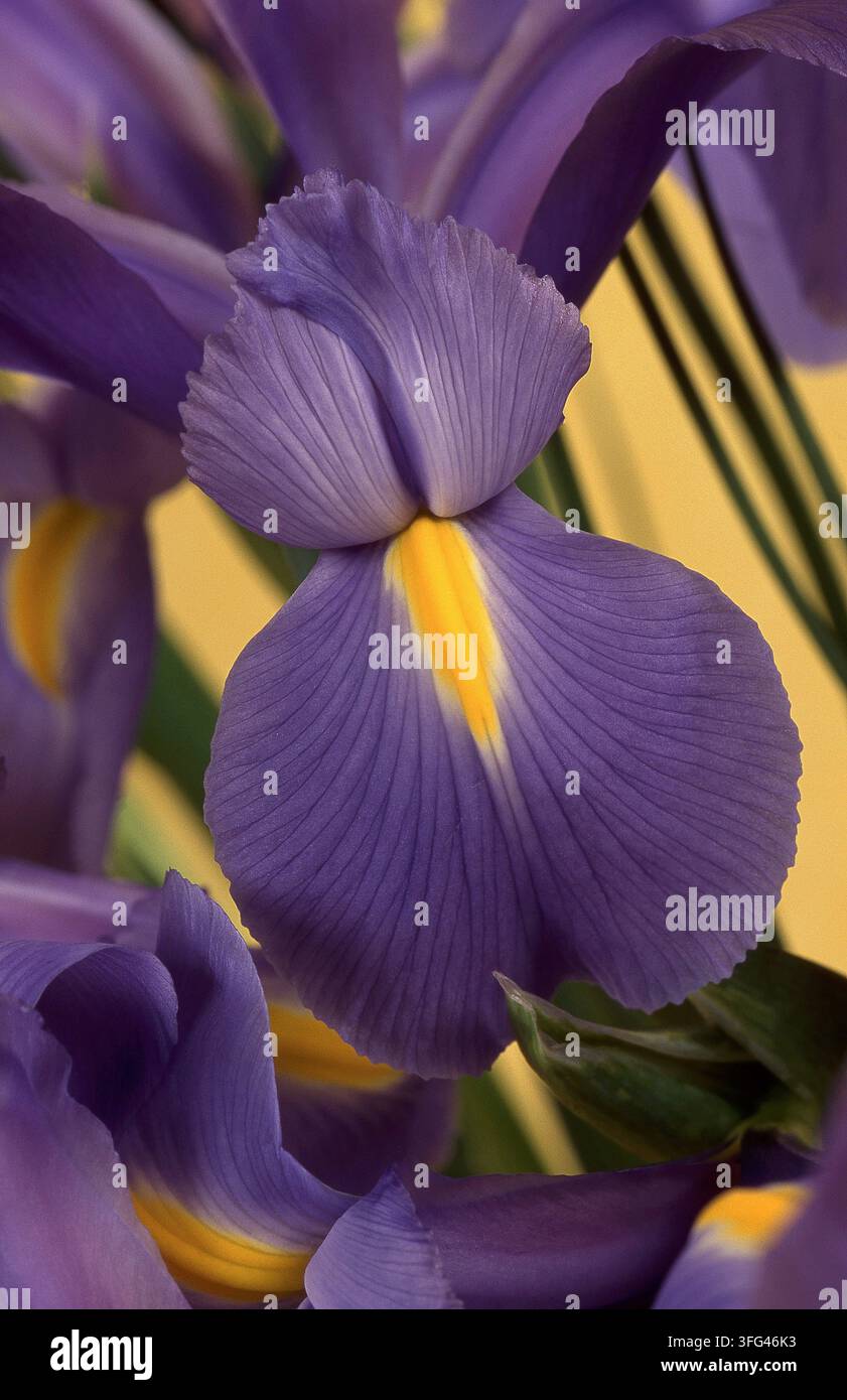 GROS PLAN D'UNE FLEUR D'IRIS BARBUE MAUVE. Banque D'Images