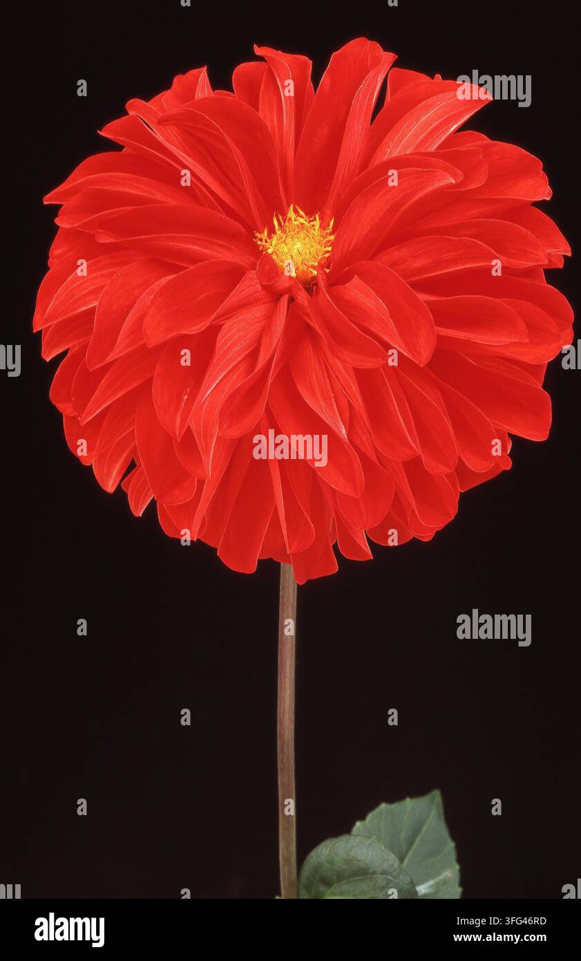 GROS PLAN D'UNE FLEUR DE DAHLIA ROUGE SUR FOND NOIR. Banque D'Images