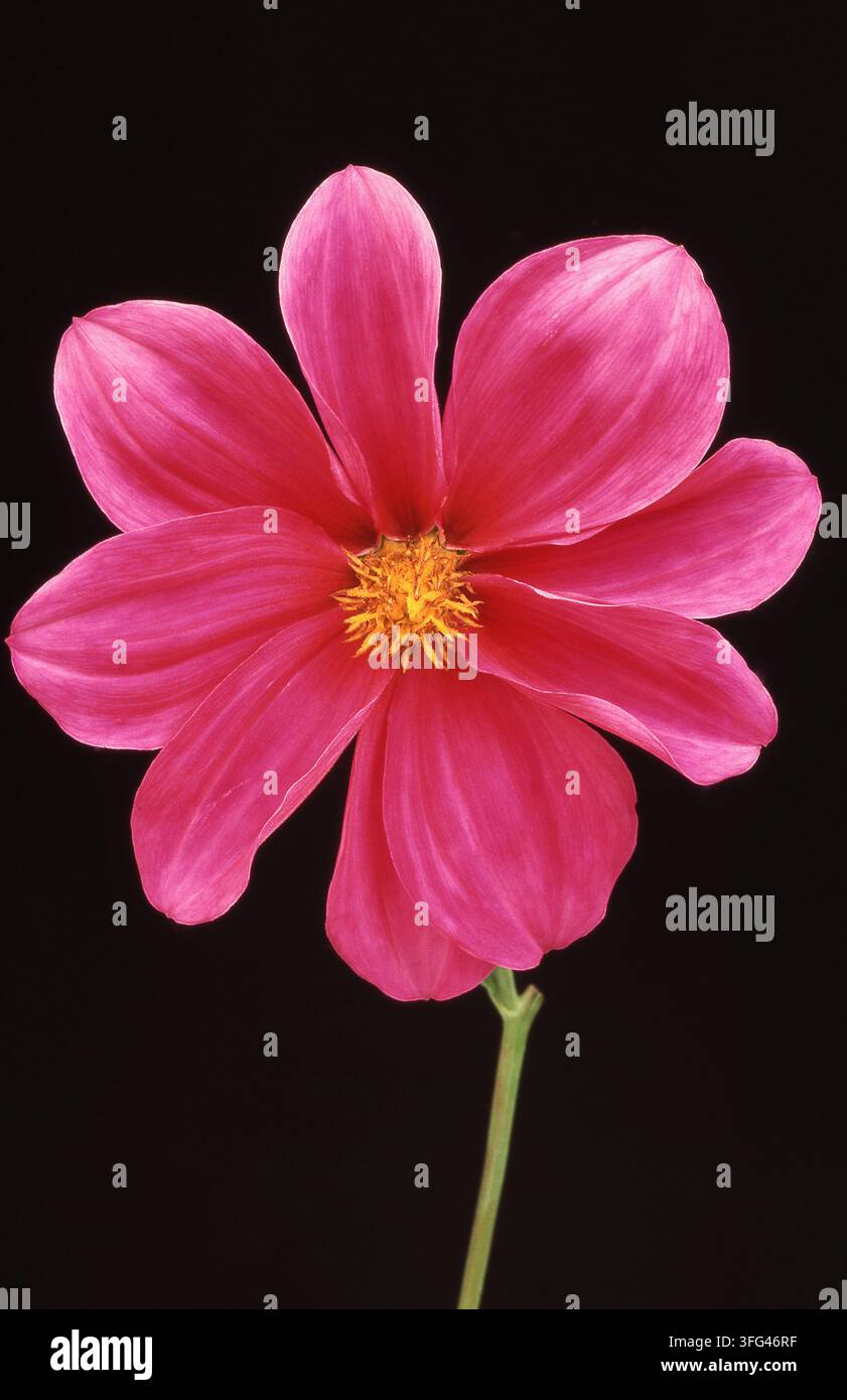 GROS PLAN D'UNE FLEUR DE DAHLIA ROSE SUR FOND NOIR. Banque D'Images