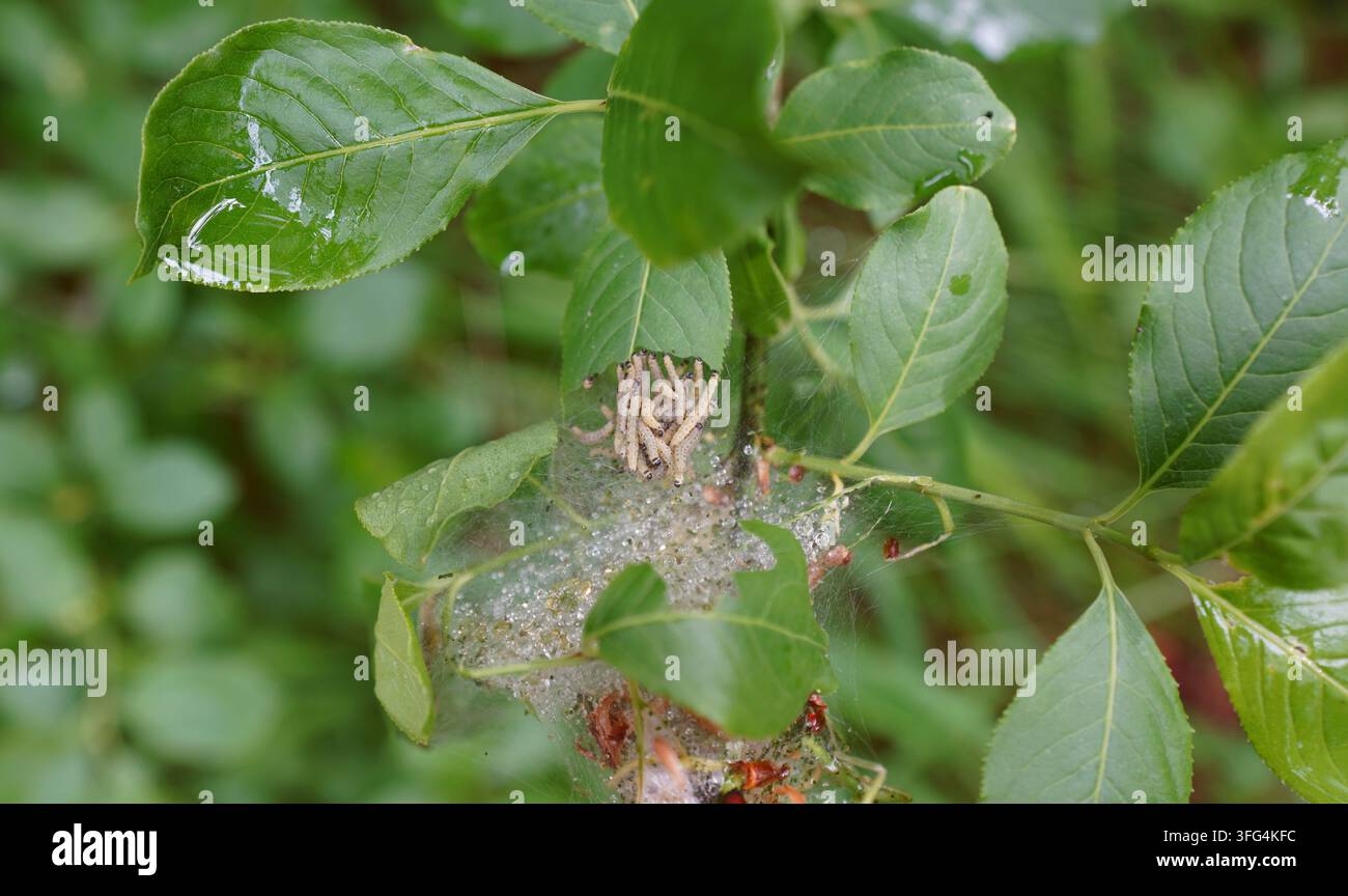 Gros plan de larves de teigne de l'alisier (Yponomeuta cagnagella) regroupées dans une toile de soie dense sur un arbre à alisier. Banque D'Images