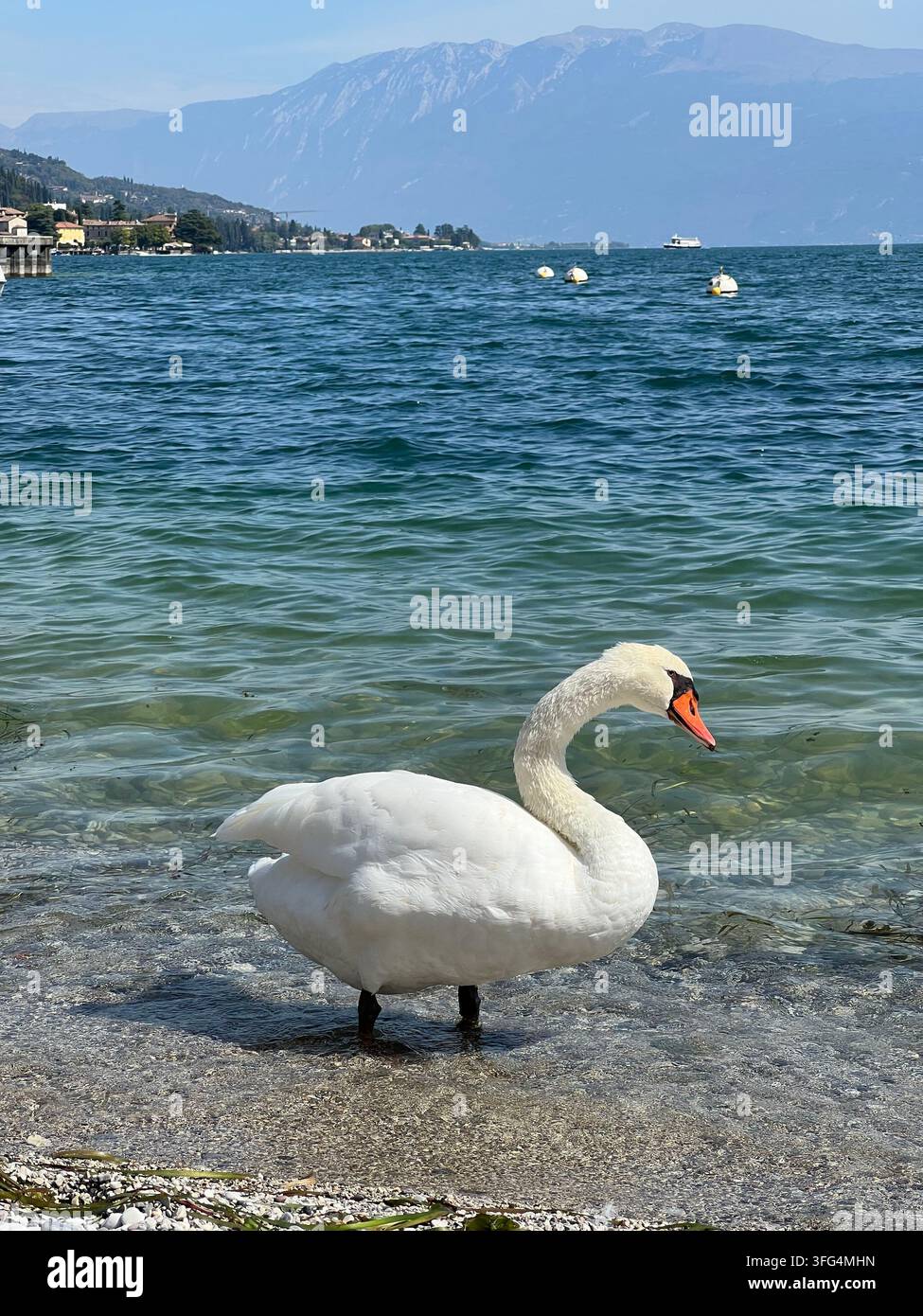 Cygne blanc nageant sur le lac de Garde, en Italie Banque D'Images