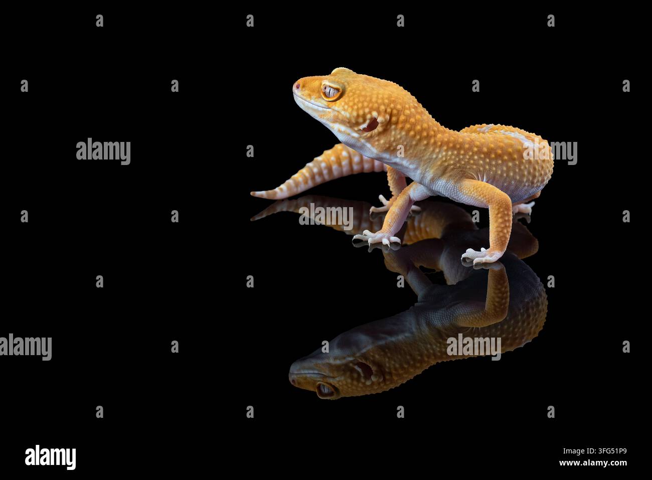 Un gecko léopard jaune sur une surface réfléchissante noire Banque D'Images