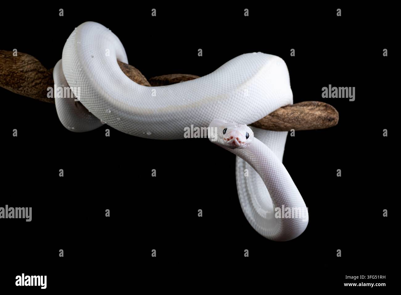 Un serpent Python boule leucistique blanc enroulé autour d'une branche Banque D'Images