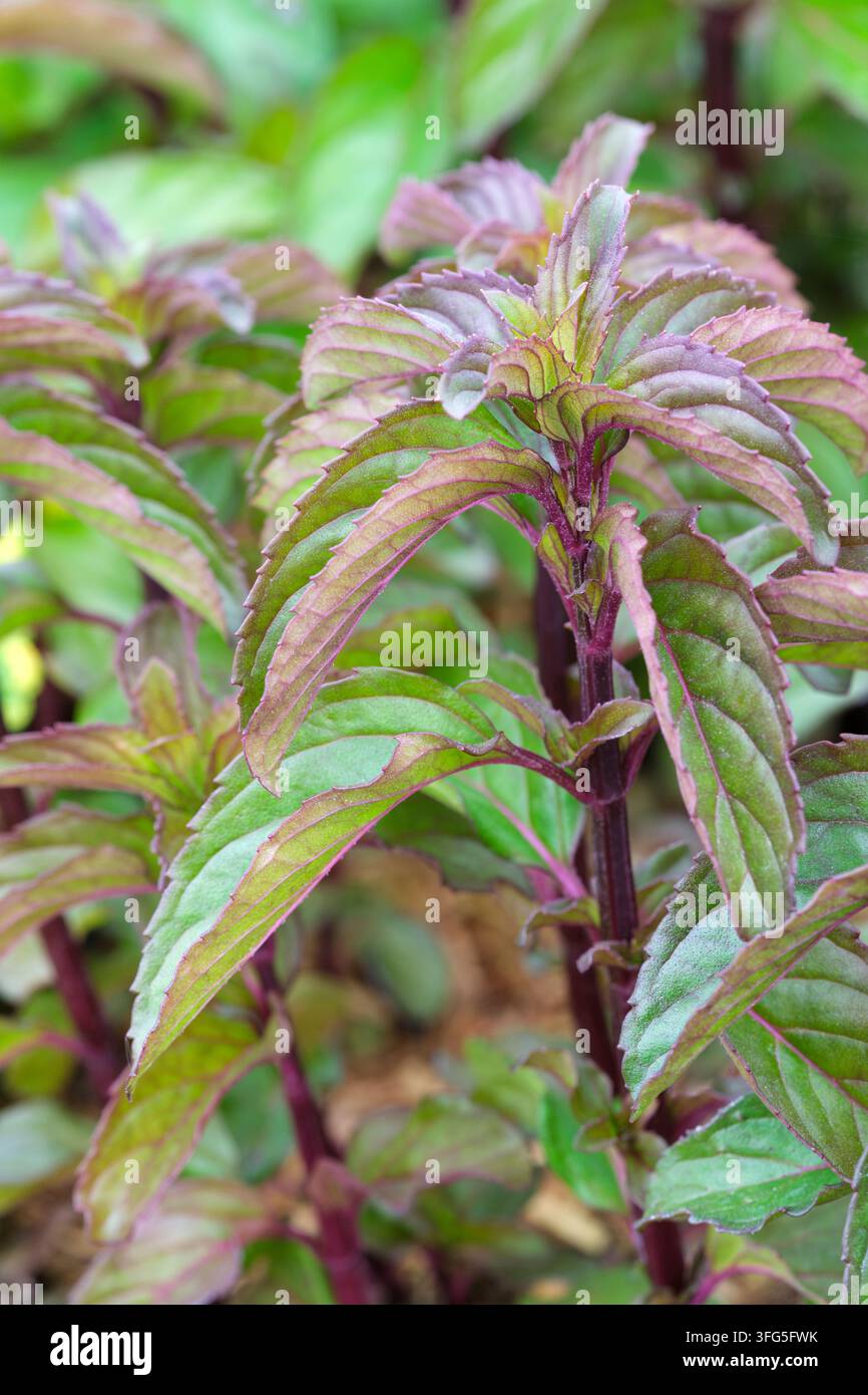Mentha gracilis, menthe basilic, lancéolée, légèrement ridée, aromatique, feuilles vert foncé. Banque D'Images