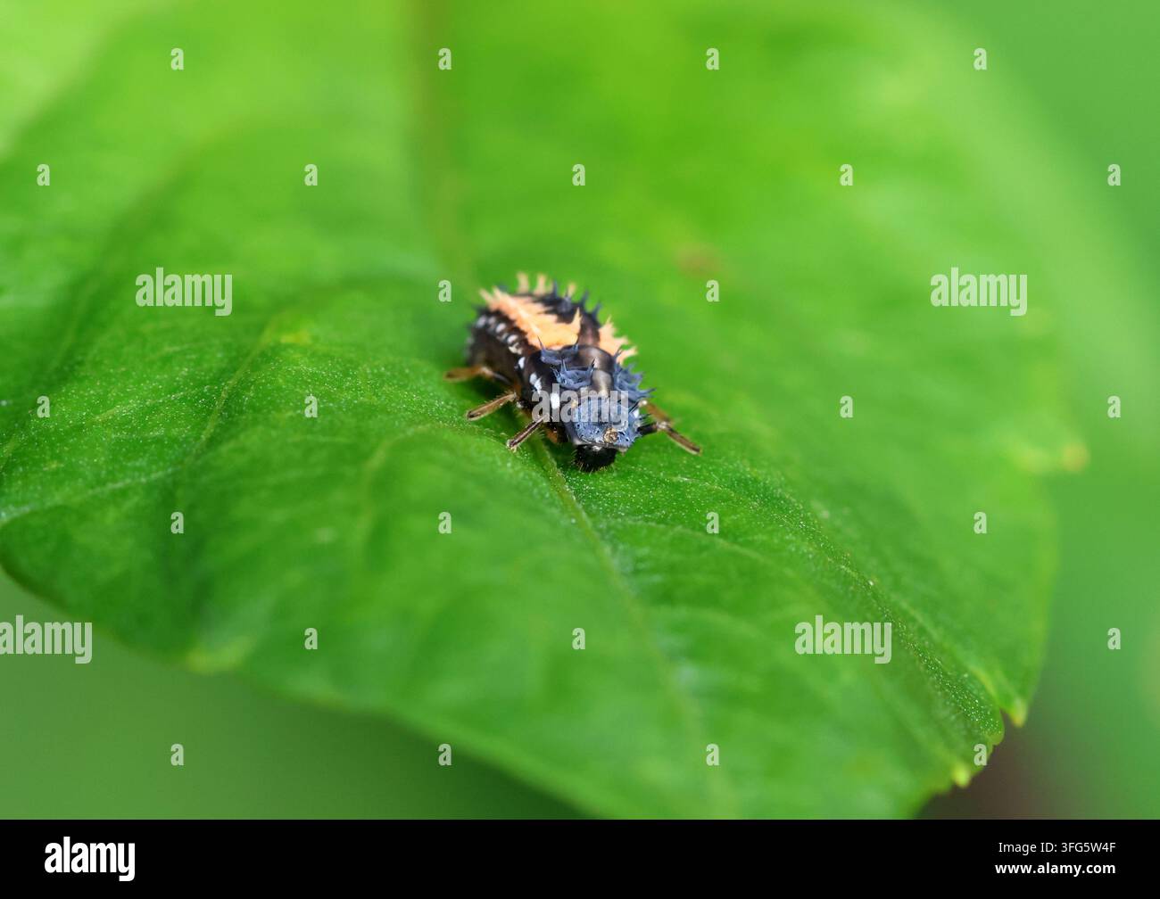 Un gros plan d'une larve de coccinelle harlequin (Harmonia axyridis). Banque D'Images