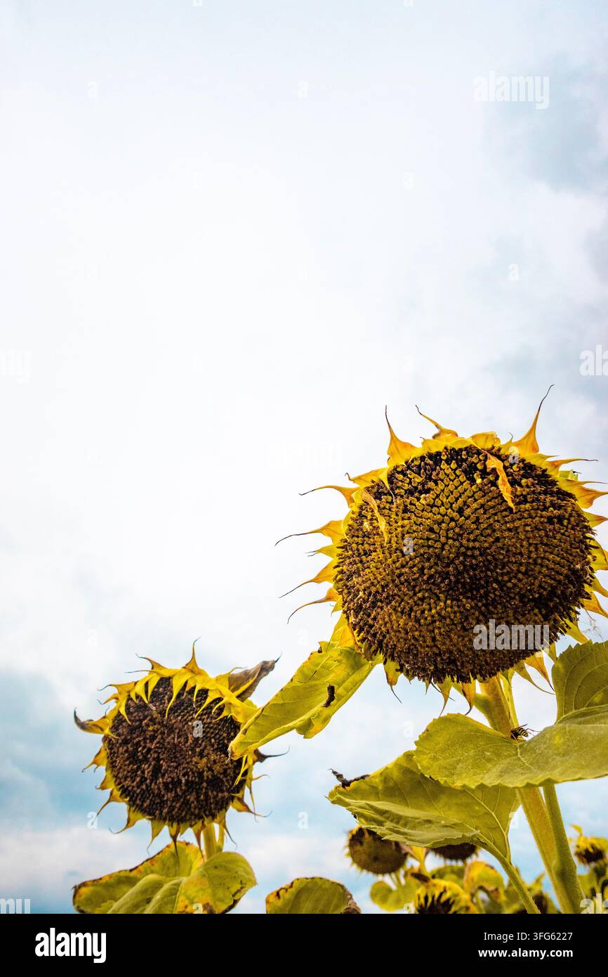 Tête mature de graine de tournesol et feuilles vertes dans un champ sous un ciel nuageux de fin d'été, montrant une récolte approchant la récolte Banque D'Images