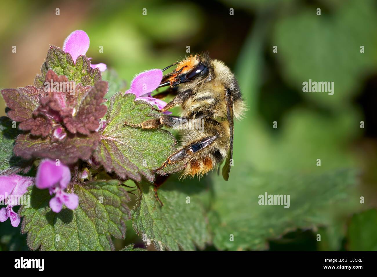 Reine des abeilles Carder stridulante (Bombus sylvarum) sur une Mortille pourpre Banque D'Images