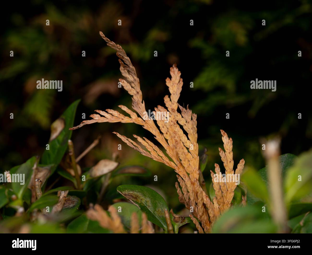 gros plan de feuillage ornemental séché parmi des feuilles vertes, mettant en évidence les textures naturelles, le changement de saison et les détails botaniques dans un environnement de jardin. Banque D'Images