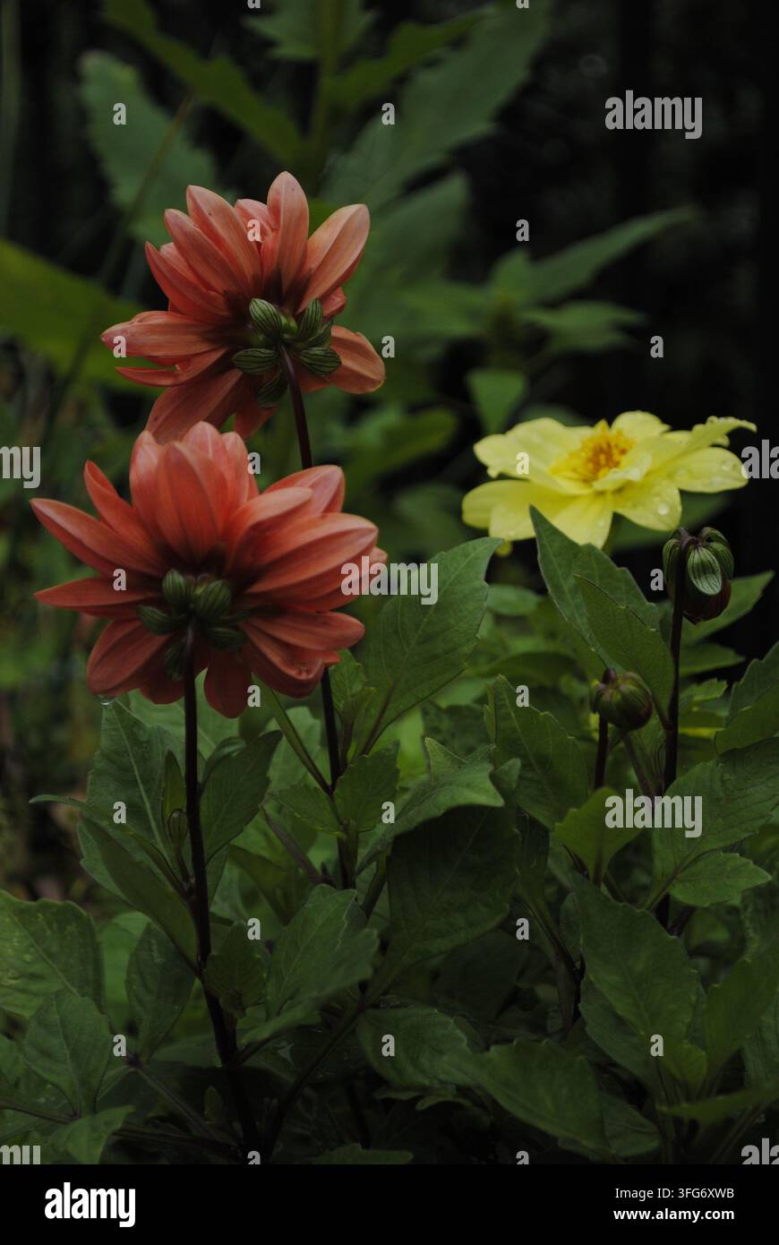 Deux dahlias saumon vus de dos et une dahlie jaune en fleurs, photographiés à la lumière naturelle dans un jardin en conteneur d'arrière-cour. Banque D'Images