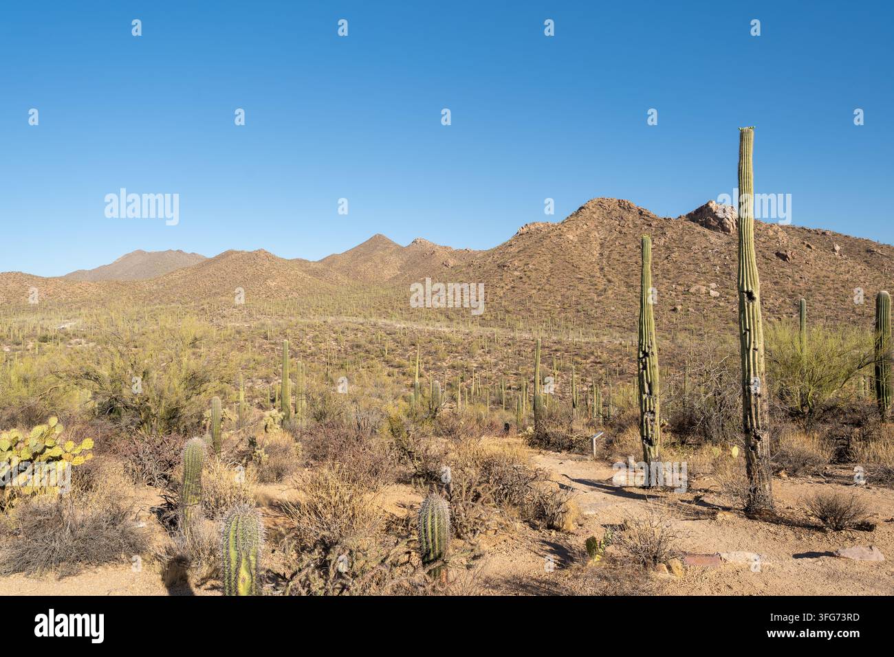 Scène désertique du parc national de Saguaro avec des cactus et des montagnes en Arizona Banque D'Images