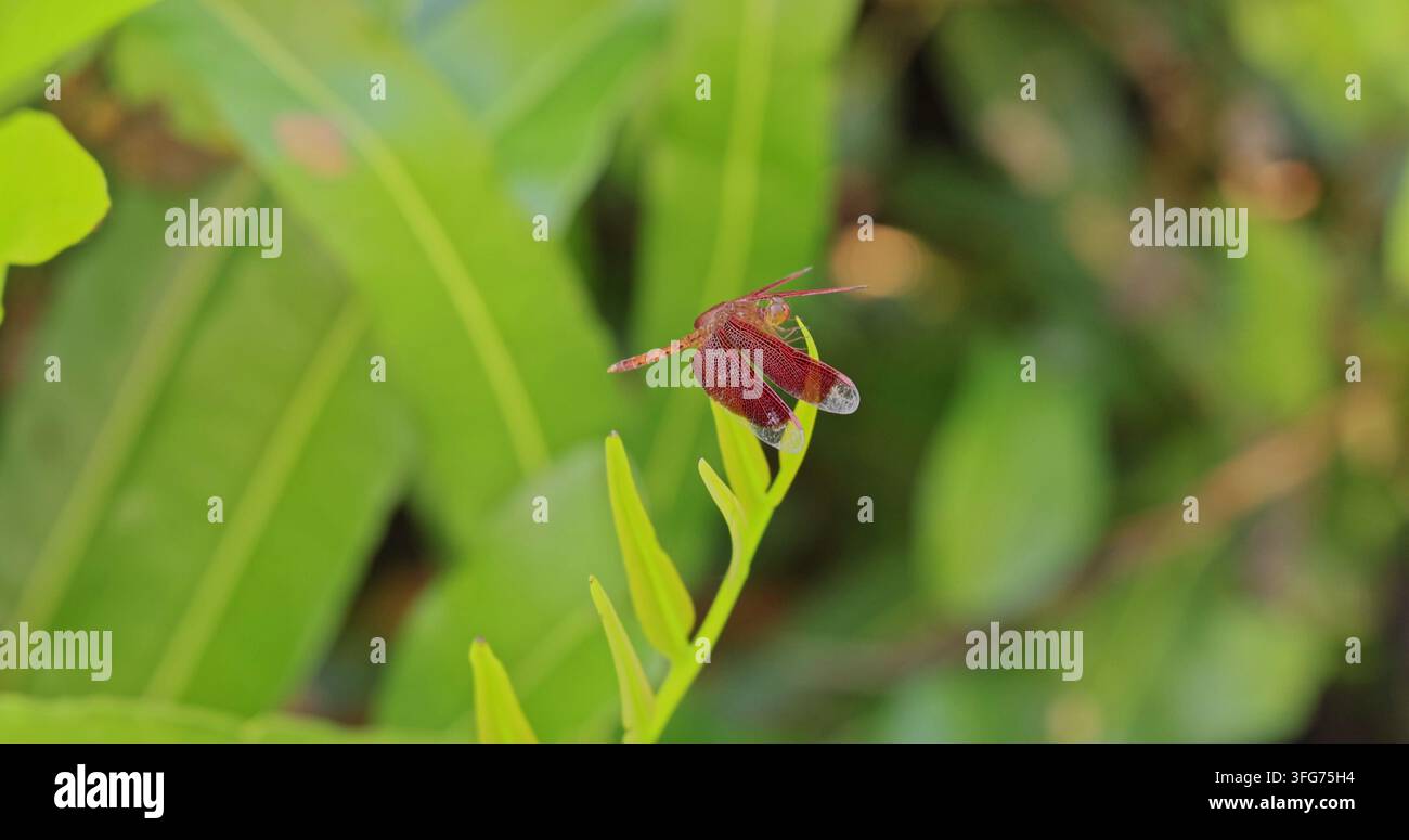 Libellule rouge posée sur une feuille verte, Neurothemis fluctuans reposant dans un jardin tropical, documentaire nature, comportement macro des animaux, ralenti. Banque D'Images