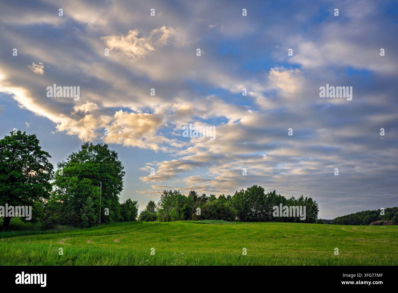 Champ verdoyant et luxuriant en été, Scandinavie. Cette couleur vert clair est typique en juin. Ciel très bleu et turquoise avec de grandes formations de nuages duveteux Banque D'Images