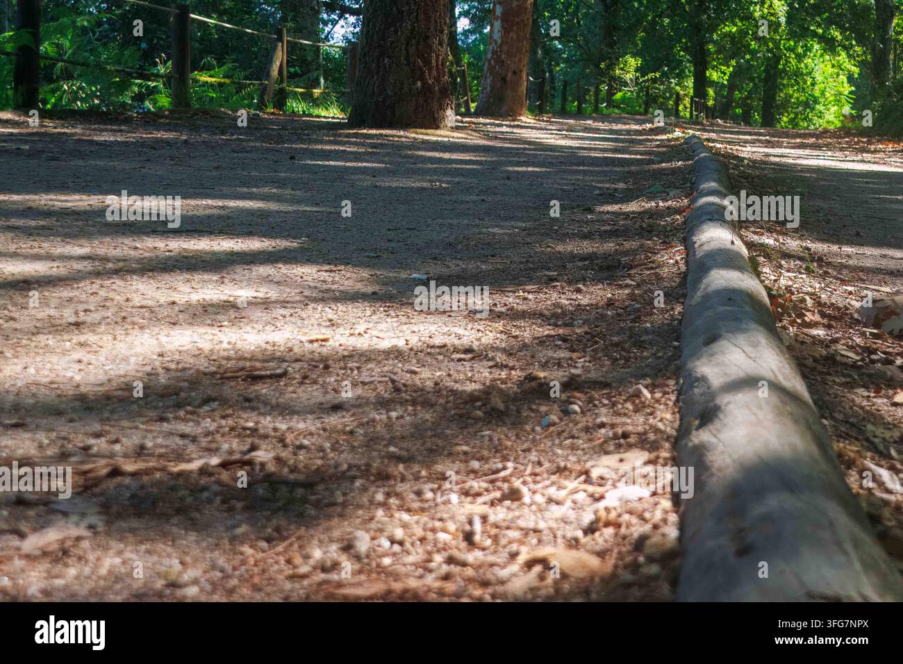Une vue horizontale à faible hauteur d'un sentier de terre dans une forêt ensoleillée, bordé par une longue bûche en bois avec des ombres tachetées des arbres verts. Banque D'Images