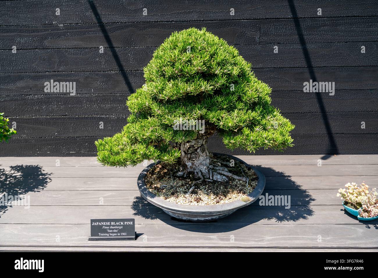 Bonsai de pin noir japonais exposé dans un jardin ensoleillé Banque D'Images