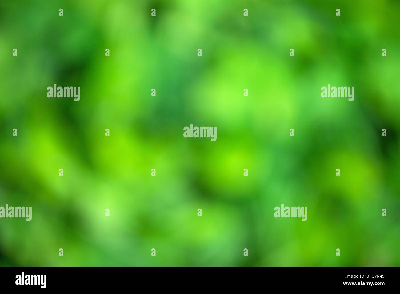 fond flou vert vif, bokeh herbe comme cadre pour insérer du texte Banque D'Images