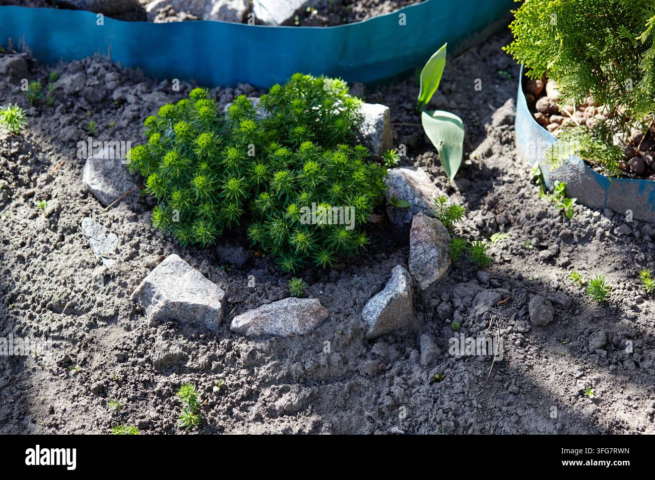 Une plante luxuriante de cyprès-pourpre pousse dans un parterre de jardin arrière entouré de roches de granit gris. Le petit arbuste ornemental est planté dans un sol sombre Banque D'Images