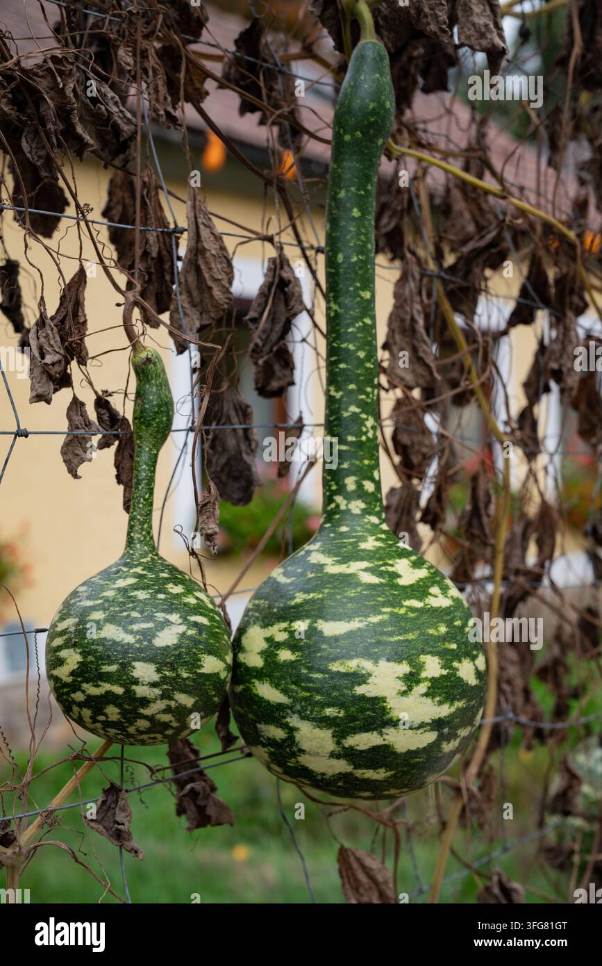 Deux colocs verts suspendus à un treillis de jardin parmi des feuilles séchées et des vignes, montrant des récoltes d'automne mûres à la fin de la saison de croissance Banque D'Images