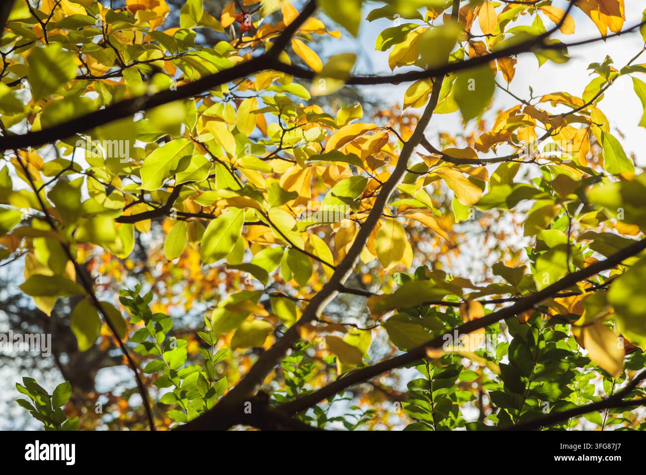 Canopée d'arbres automnaux dense vue d'en bas, feuilles jaunes-vertes et dorées arrondies sur des branches sombres, feuillage stratifié, ciel pâle. Banque D'Images
