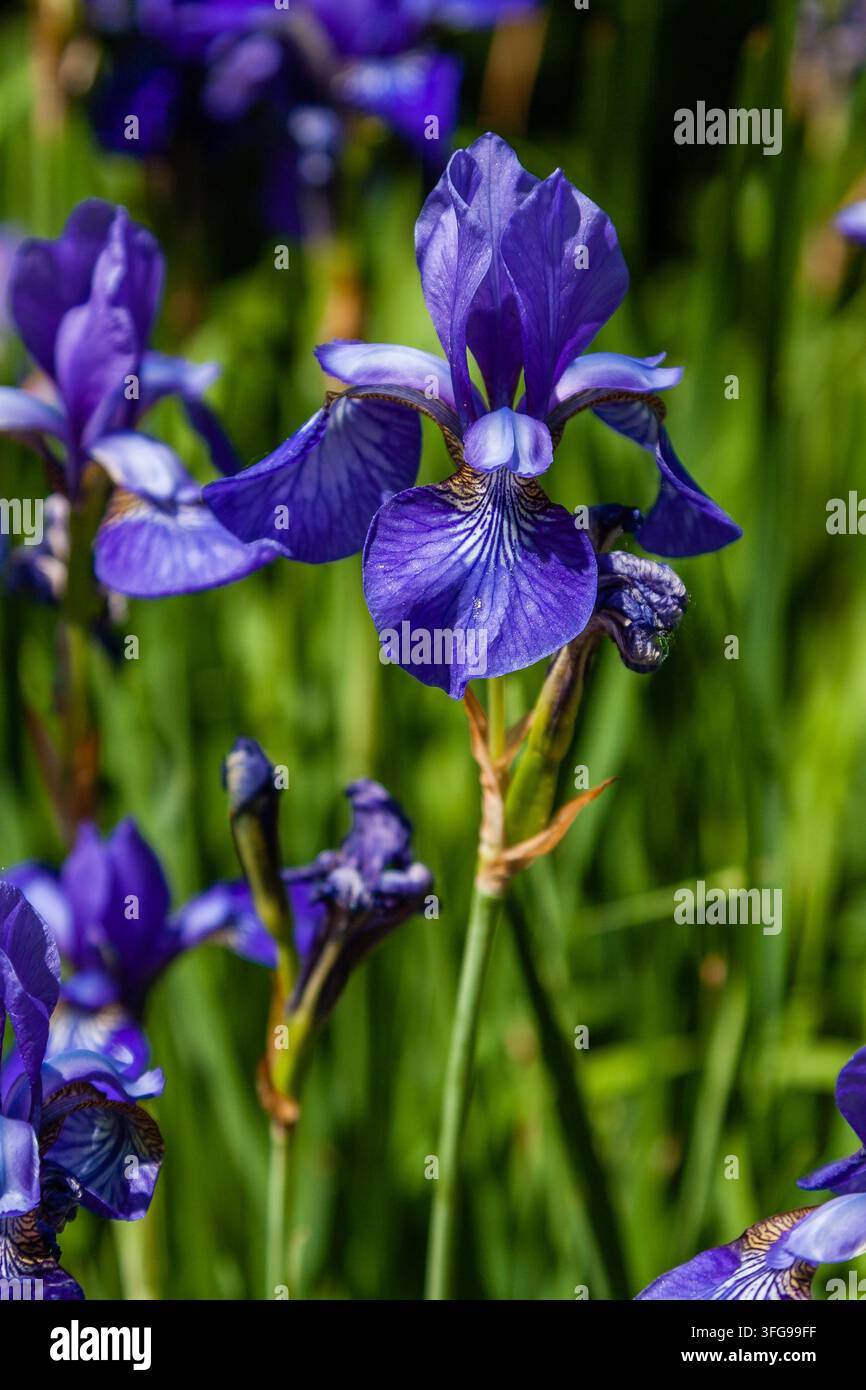 De belles iris violettes sous la lumière du soleil, gros plan Banque D'Images