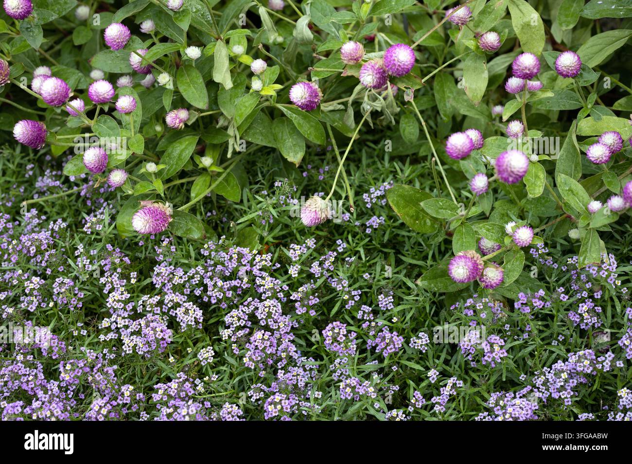 Lobularia maritima 'Easy Breezy Purple' alyssum doux, accompagné de fleurs d'amarante globe 'Audray bicolor rose' dans un jardin. Banque D'Images