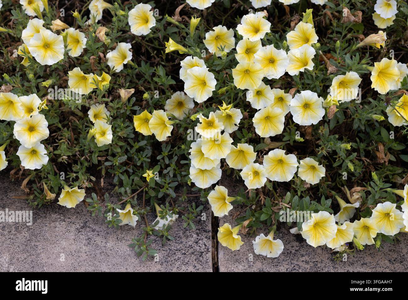 Pétunia 'genoux d'abeilles' fleurs. Banque D'Images