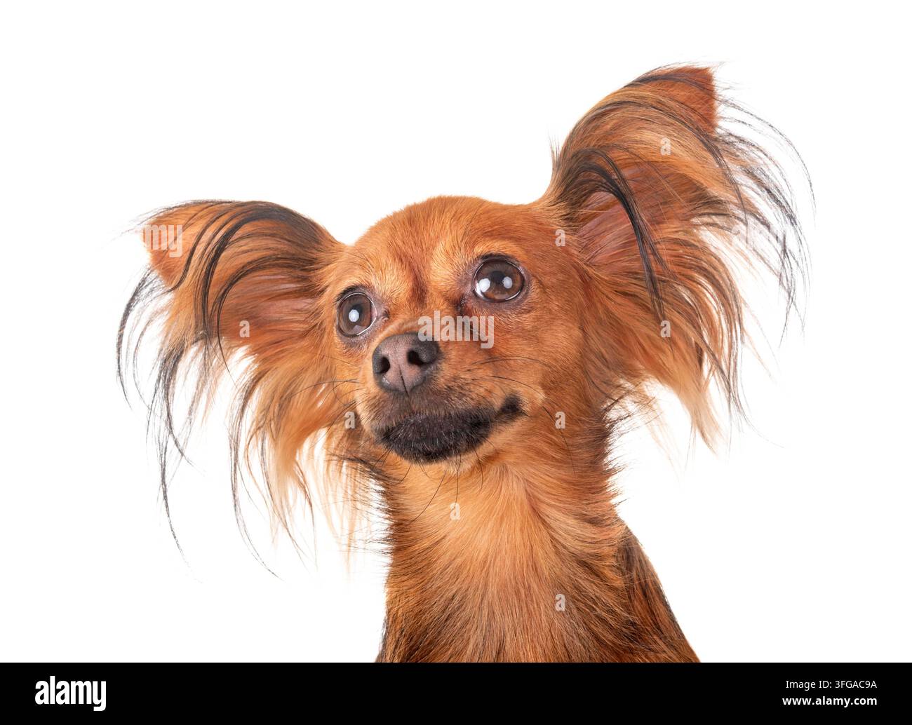 Russkiy Toy in front of white background Banque D'Images