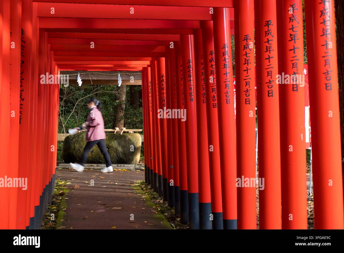 Portes du sanctuaire Shinto torii vermillon japonais à Kanasaki Inari Daimyojin Jinja près de Taga Taisha à Hikone, Shiga, Japon montrant les dates de dédicace. Banque D'Images