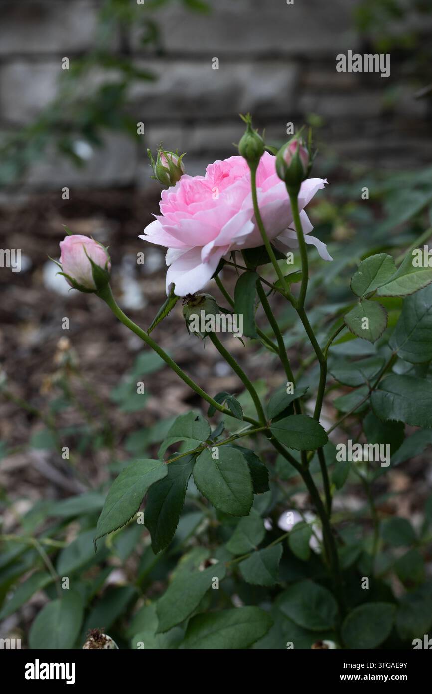Rosa 'The Wife of Bath' rosier arbustif. Banque D'Images