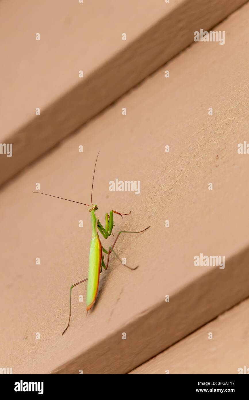 Mante religieuse ou mante européenne, Mantis religiosa, sur le côté d'une maison - gros plan Banque D'Images