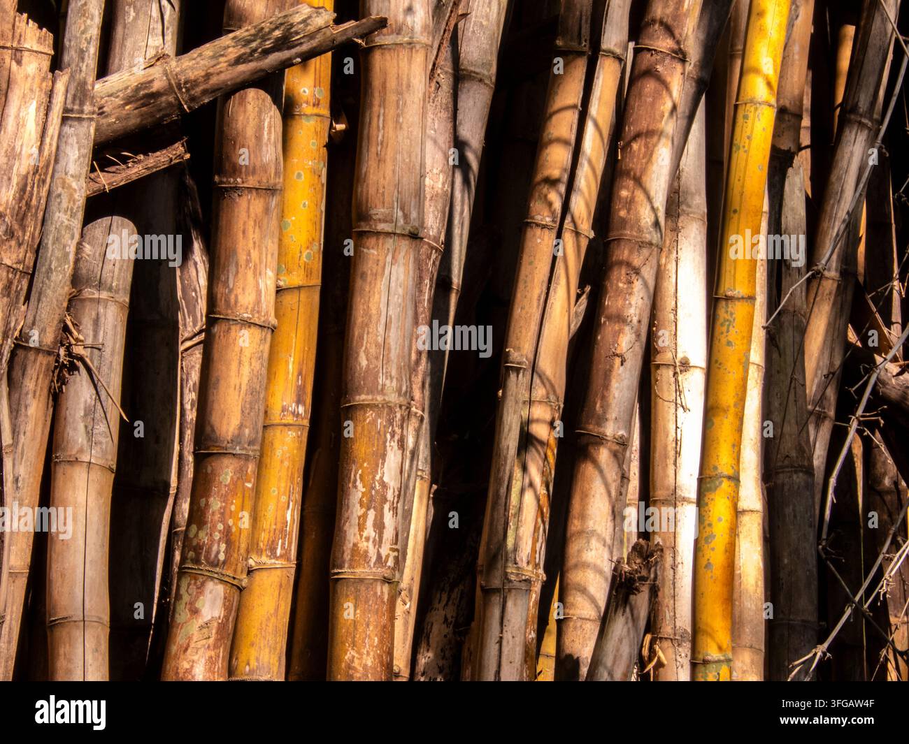 Un gros plan de tiges de bambou sèches et patinées empilées verticalement au Brésil, mettant en évidence les textures naturelles, les motifs et les tons dorés de la lumière du soleil. Banque D'Images