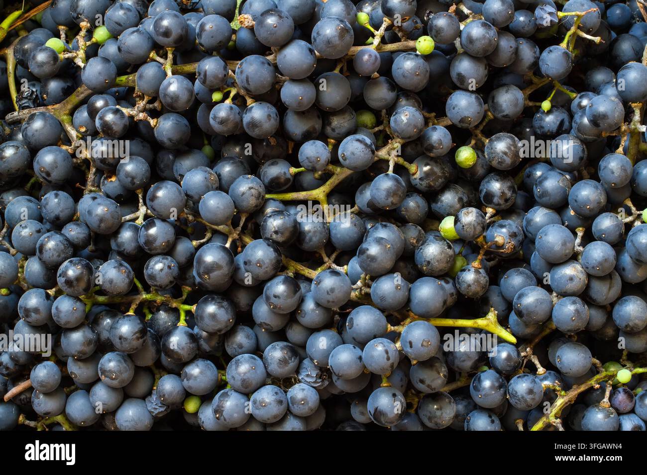 Récolte de raisins naturels bleus. Beaucoup de raisins biologiques frais. Banque D'Images