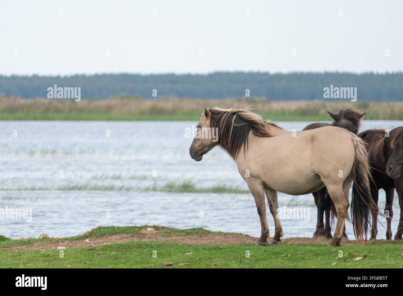 Chevaux sauvages debout au bord du lac Banque D'Images