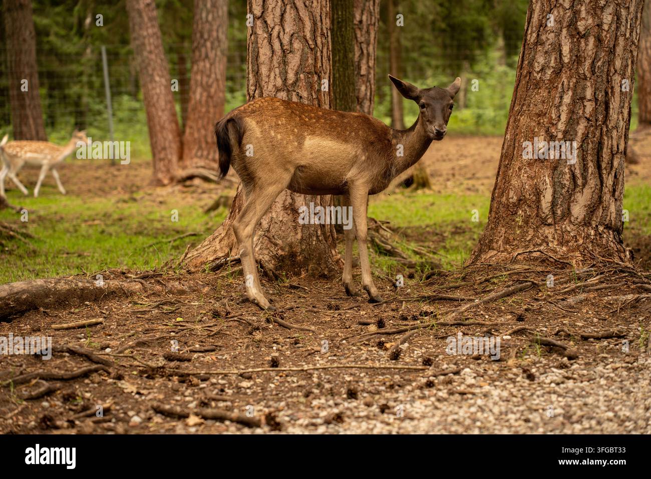 un grand kudu calme se tient parmi les troncs de pins dans une forêt baignée de soleil, ses cornes en spirale et son visage expressif partiellement cachés par l'écorce texturée, avec un e chaud Banque D'Images
