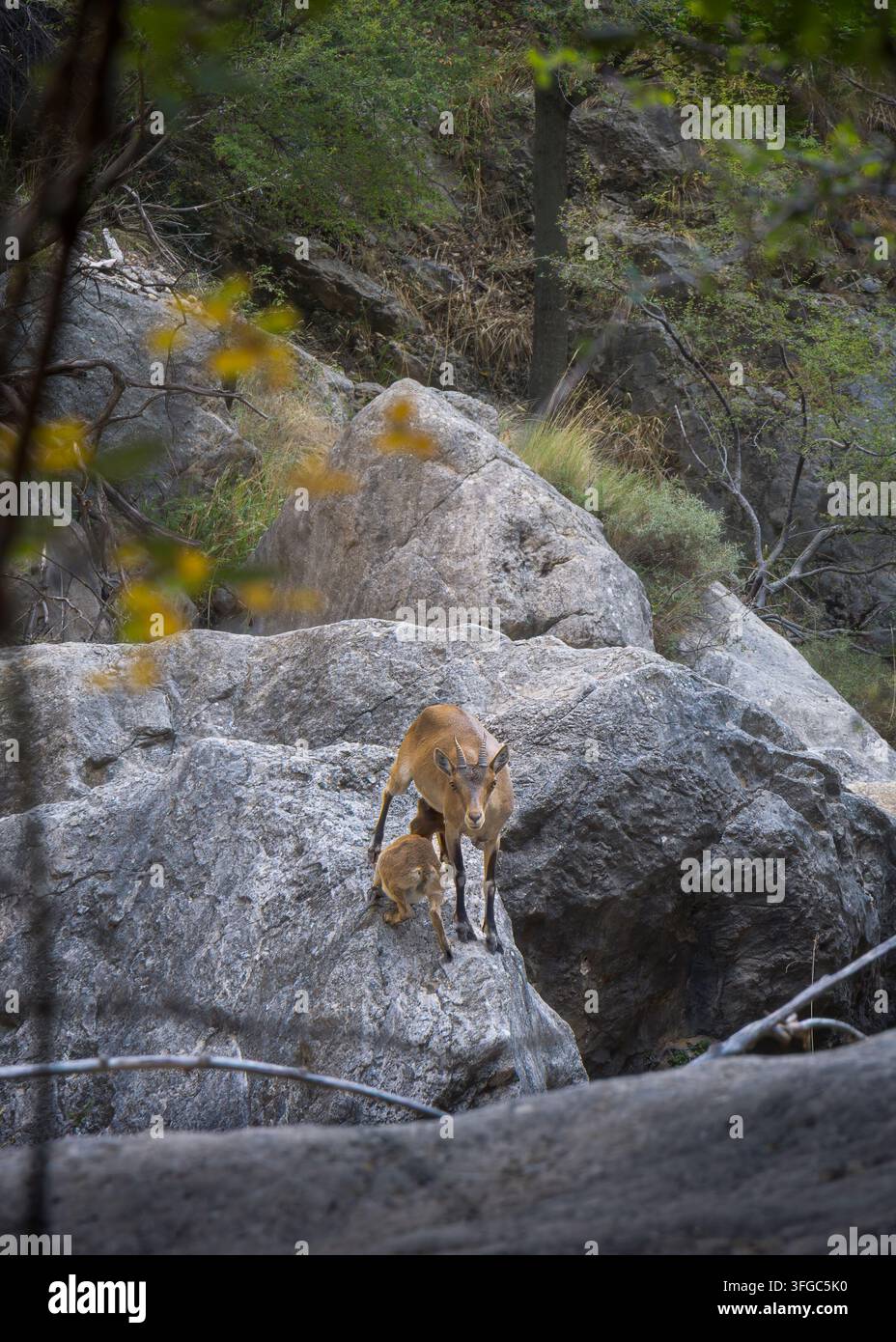 Un bouquetin ibérique adulte se tient fièrement sur une pente rocheuse tandis que son petit tète en contrebas dans le magnifique paysage de Teruel, Espagne Banque D'Images