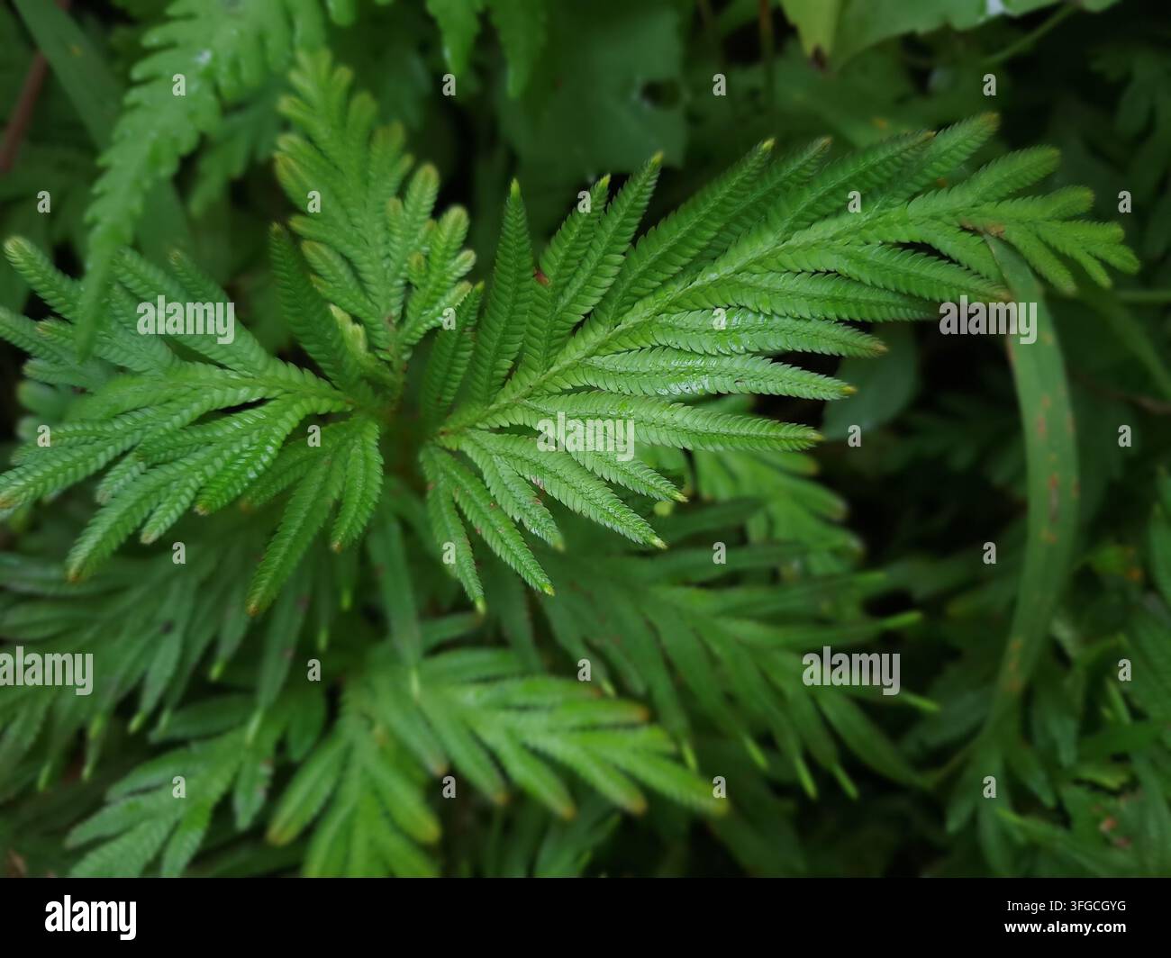 Gros plan de feuilles d'algue verte vives de Selaginella poussant dans un environnement luxuriant et humide du sol d'une forêt tropicale. Banque D'Images