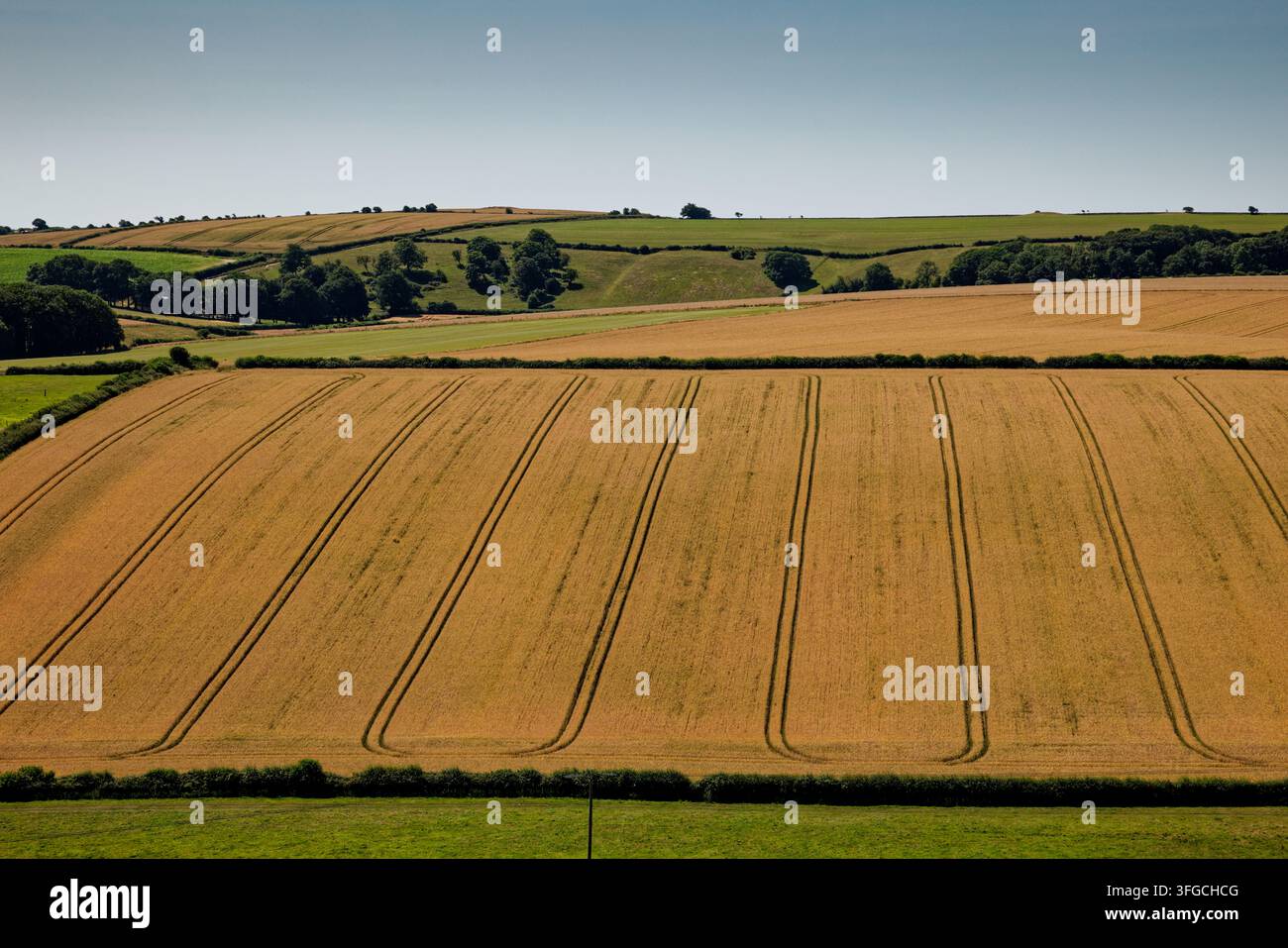 Un motif de traces rectangulaires de tracteur tracées dans une culture de blé mûr dans un grand champ dans un paysage vallonné près de Dorchester, Dorset. Banque D'Images
