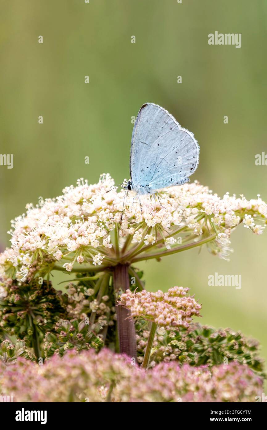 Papillon Holly Blue (Celastrina argiolus) avec ses ailes inférieures fermées, que l'on trouve en vol au printemps et en été, macro nature de papillons stock p Banque D'Images