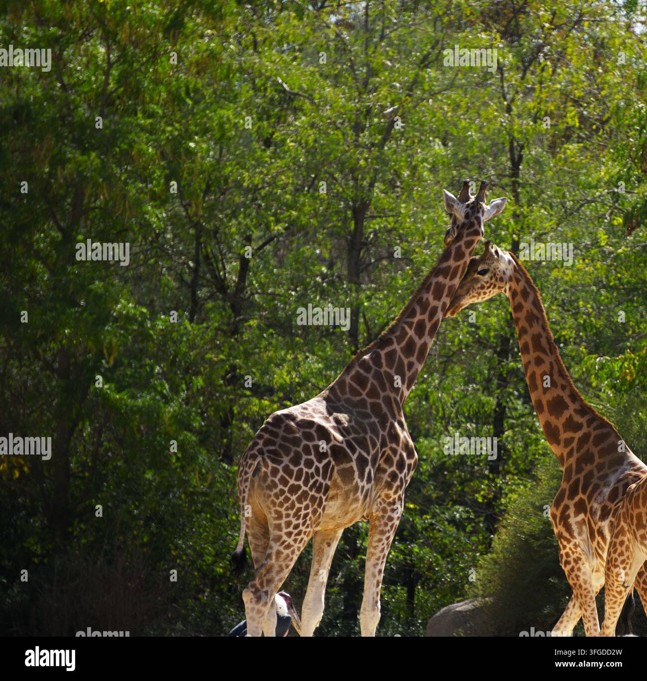 Deux girafes (Giraffa camelopardalis) interagissant avec leurs cous croisés devant un arrière-plan de forêt luxuriante et verte. Banque D'Images