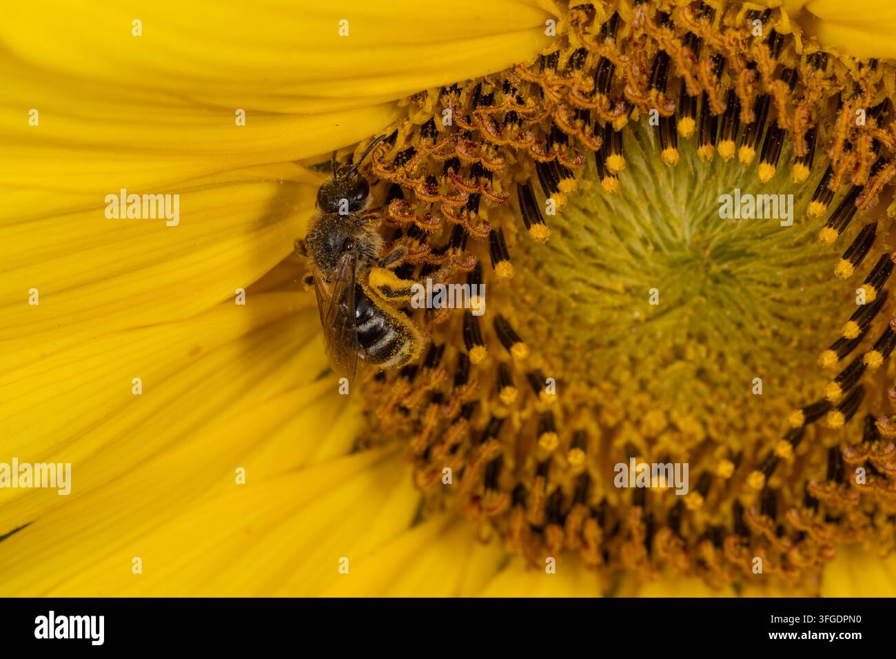 Petite abeille sauvage couverte de pollen pendant qu'elle cherche de la nourriture sur une tête de fleur de tournesol. Pollinisateur indigène important contribuant à la santé de l'écosystème. Banque D'Images