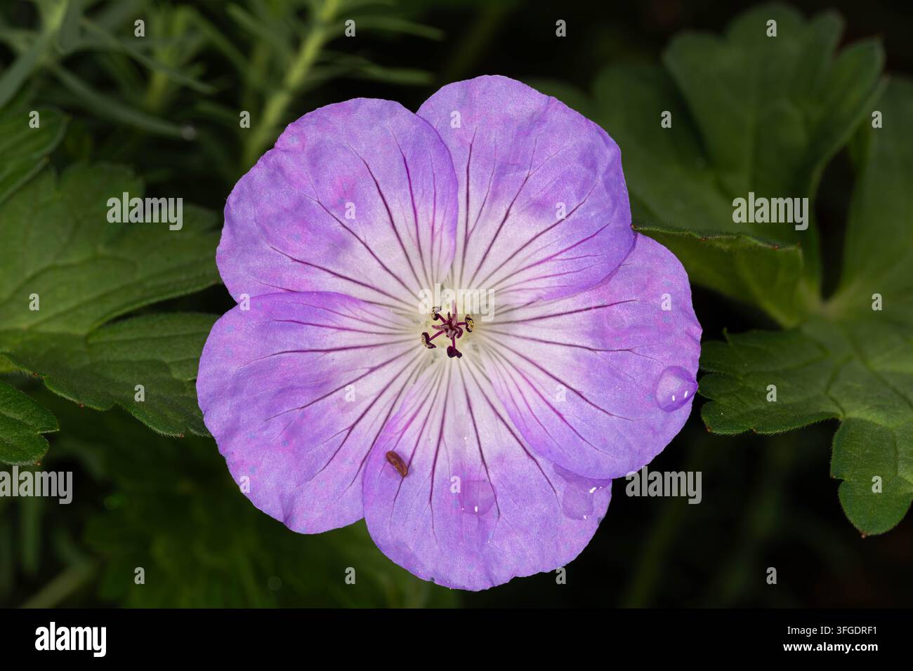 Delicate fleur d’ibéris violette couverte de gouttes de pluie. Image macro détaillée mettant en valeur la symétrie florale, la structure fine des pétales et la beauté naturelle Banque D'Images