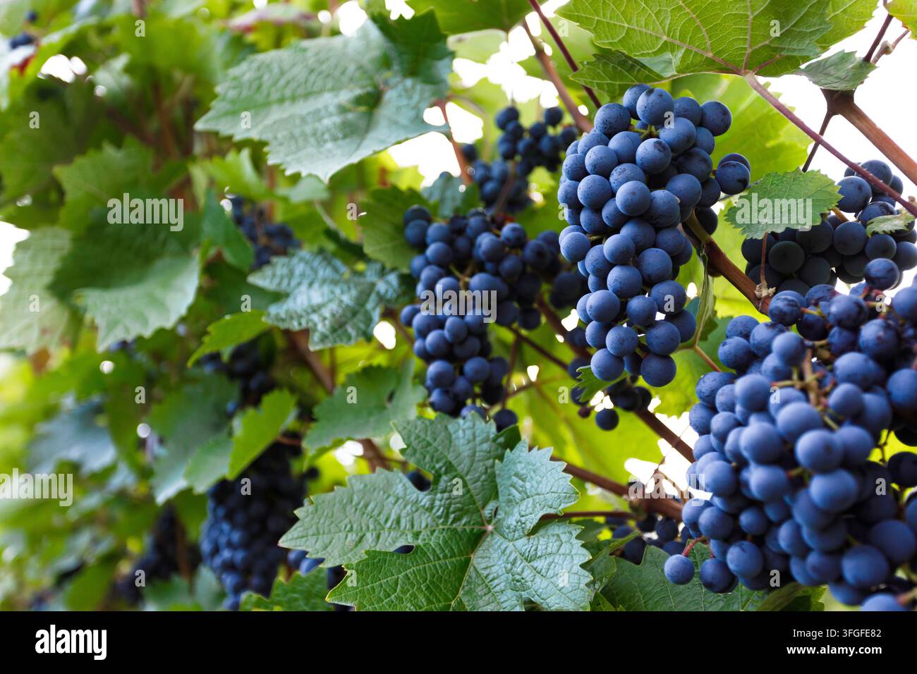 Raisins suspendus à la vigne dans un vignoble prêts pour la récolte automnale et la vinification Banque D'Images